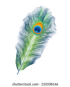 Peacock feather, vector illustration 