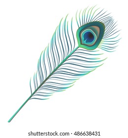 Peacock feather  Vector illustration