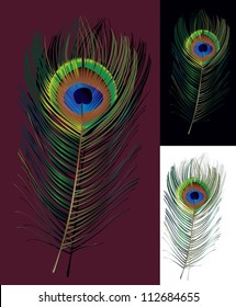 Peacock feather. The vector illustration of a peacock feather on different backgrounds. The symbol of art and beauty.
