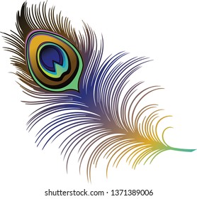 Peacock Feather Wing Bird Vector Illustration 