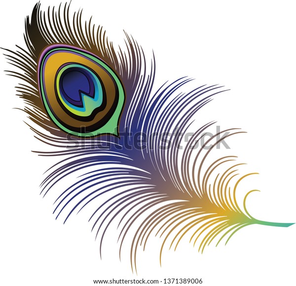 Peacock Feather Wing Bird Vector Illustration Stock Vector (Royalty ...