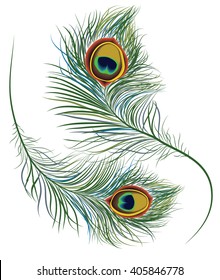 Peacock Feathers