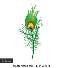 Peacock feathers against a white background. Vector illustration