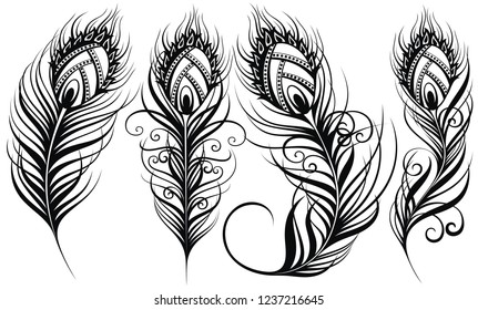 Peacock feathers. Exotic bird feathers