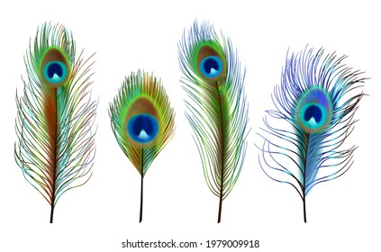 Peacock feathers. Exotic tropical birds beautiful colored feathers decent vector realistic collection