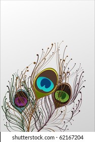 peacock feathers on light background