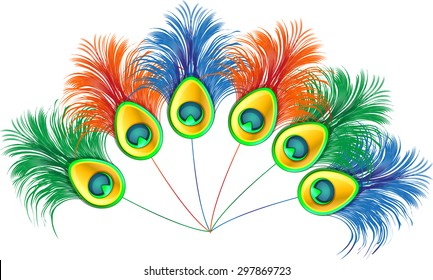 Peacock feathers on white background. Vector illustration of colorful peacock plume.