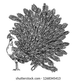 Peacock With Feathers. Sketch. Engraving Style. Vector Illustration.