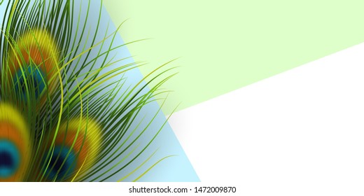 Peacock feathers template. Minimal exotic background with frame and copy space. Vector illustration.