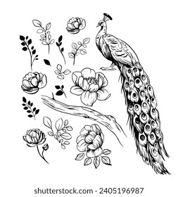 Peacock and flowers, sketch. vector illustrations, outline on a transparent background