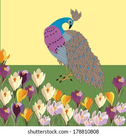 Peacock in the garden with crocuses