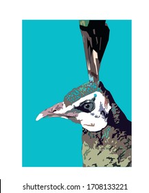 
estudio gráfico de pavos reales del zoológico