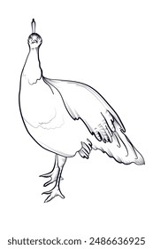 peacock hand drawing vector illustration