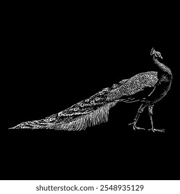 peacock hand drawing vector isolated on black background.