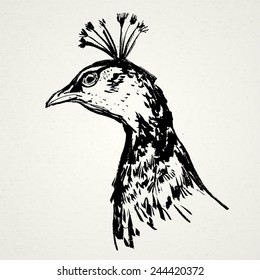 Peacock hand drawn. Vector illustration. Realistic sketch. Zoo.