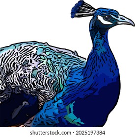 Peacock head single isolated outlines illustration