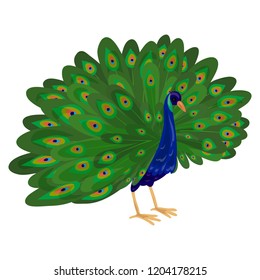 Peacock icon  Cartoon peacock vector icon for web design isolated white background