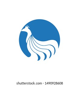 Peacock icon and symbol vector illustration