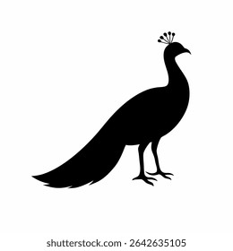 Peacock Illustration Elegant Bird Silhouette