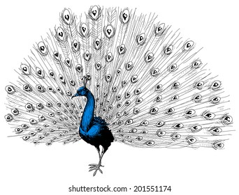 Featured image of post Beautiful Peacock Drawing With Colour : A peacock shows off its dazzling feathers.