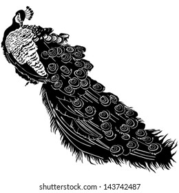 Peacock isolated on white background. Vector illustration