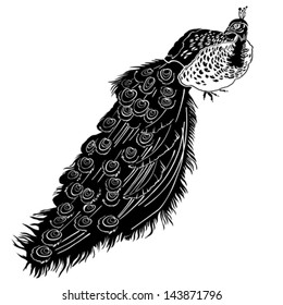 Peacock isolated on white background. Vector illustration