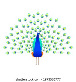 El pavo real aislado de fondo blanco. Ilustración vectorial de hermosas aves