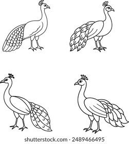 The peacock Line art coloring page Template