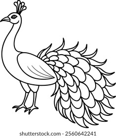 Peacock Line Art Vector Illustration