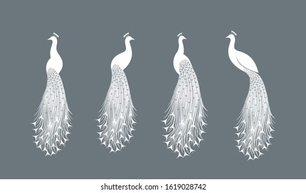 Peacock logo. Isolated peacock on white background