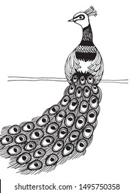 A peacock made by hand drawing with many detail from head, neck, wing, body and log tail.