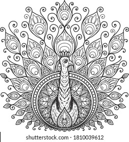 peacock mandala design for coloring page and t-shirt print