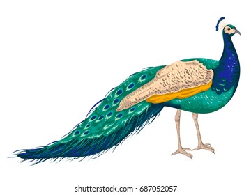 Peacock on white background. Hand drawn vector illustration in watercolor style