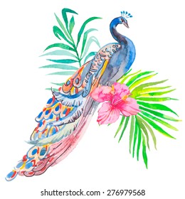 Peacock On White Background. Tropical plants: exotic flower hibiscus and leaves. Vector.