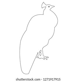 Peacock Outline vector icon eps
