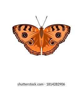 The Peacock Pansy ( Junonia almana ) butterfly isolated on white background, Pattern similar to the eyes on the wing of orange color insect, Illustration in the style of graphic and vector design