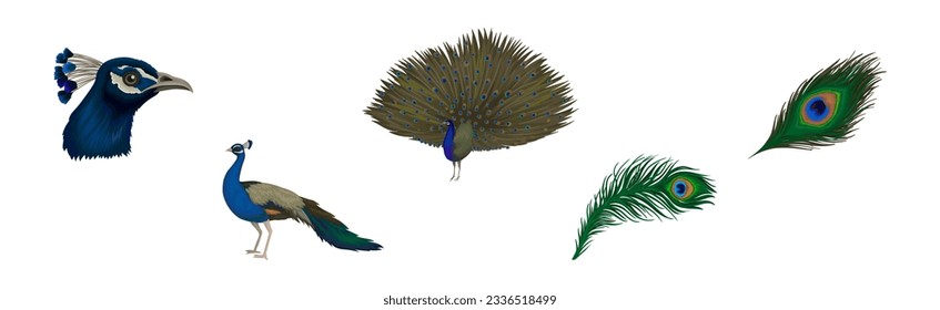 Peacock or Peafowl Bird Species with Extravagant Plumage and Tail Vector Set