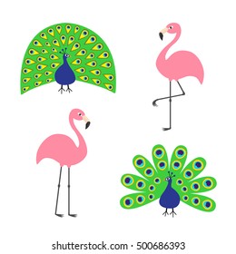 Peacock Pink flamingo set. Feather out open tail. Exotic tropical bird. Zoo animal collection. Cute cartoon character. Decoration element. Flat design. White background. Isolated Vector illustration