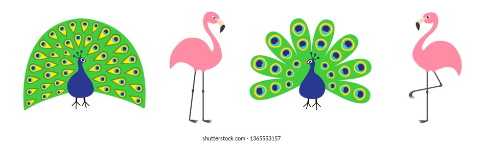 Peacock Pink flamingo set line. Feather out open tail. Exotic tropical bird. Zoo animal collection. Cute cartoon character. Decoration element. Flat design. White background. Isolated. Vector