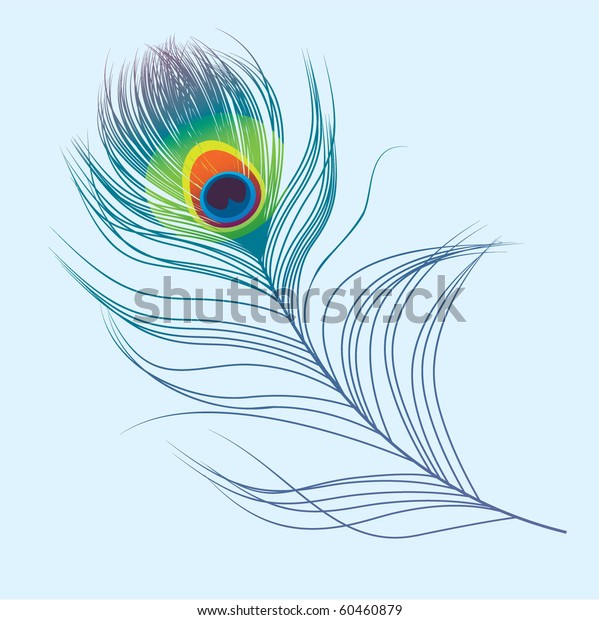 Peacock Plume Stock Vector (Royalty Free) 60460879 | Shutterstock