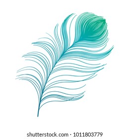 peacock plume. colorful feather vector illustration