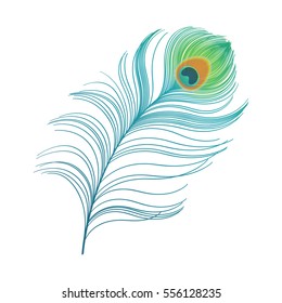 peacock plume. colorful feather vector illustration