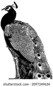Peacock profile vector illustration in black on white background 