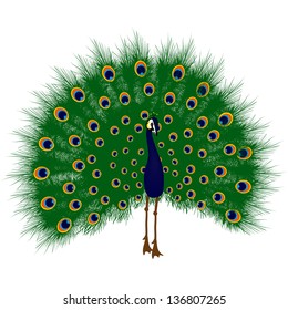 Peacock raise his feathers, vector