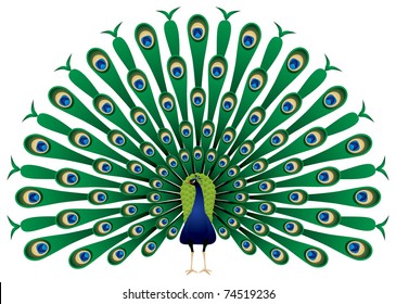 Peacock raise his feathers, vector image. The Indian Peafowl or Blue Peafowl (Pavo cristatus) is a large and brightly colored bird of the pheasant family native to South Asia