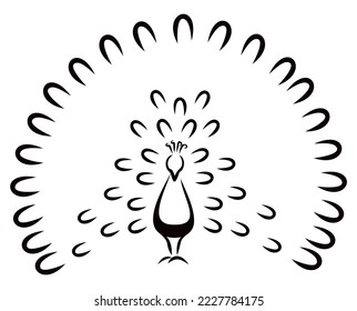 Peacock with raised tail at sketch