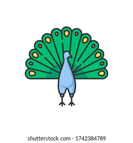 Peacock RGB color icon. Indian peafowl with spread feathers. Pheasant species. Brightly colored bird native to India. Asian wildlife. Isolated vector illustration