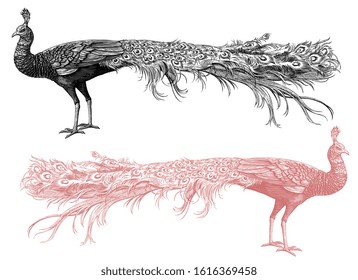 Peacock side view. Design set. Art detailed editable illustration. Vector vintage engraving. Isolated on white background.