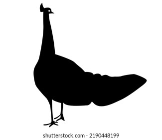 peacock silhouette flat style vector design. isolated on white. eps10. 