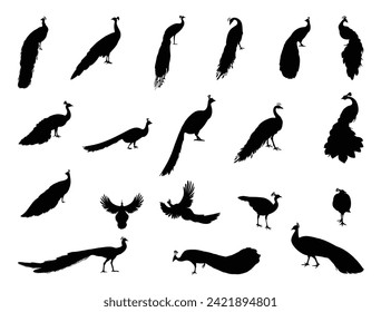 Peacock silhouette vector art white background